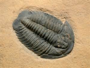 trilobite