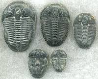 trilobites